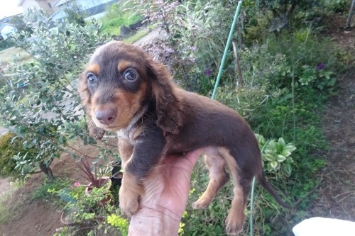 ミニチュアダックスフンド(ロング)の子犬(ID:1273611414)の4枚目の写真/更新日:2026-10-15