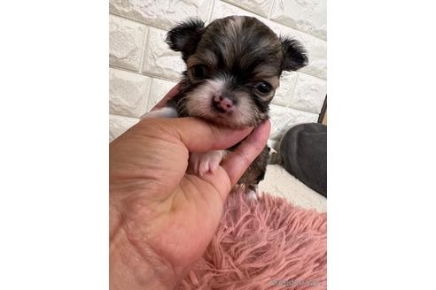 チワワ（ロング）の子犬（ID:1273911046）の1枚目の写真/更新日:2022-05-04