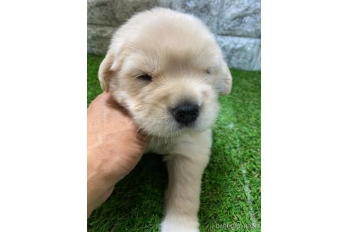 ゴールデンレトリバーの子犬（ID:1273911049）の1枚目の写真/更新日:2022-09-18