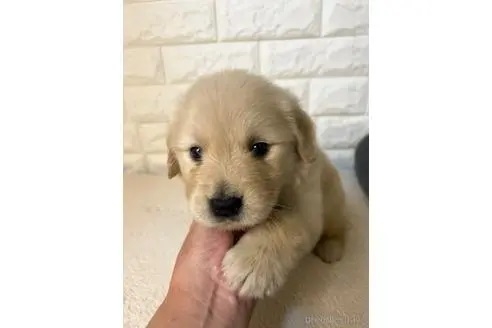 ゴールデンレトリバーの子犬（ID:1273911050）の1枚目の写真/更新日:2022-11-06