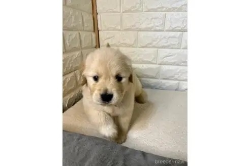 ゴールデンレトリバーの子犬（ID:1273911050）の4枚目の写真/更新日:2022-11-06