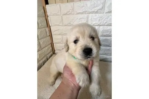 ゴールデンレトリバーの子犬（ID:1273911051）の1枚目の写真/更新日:2022-11-06