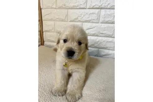 ゴールデンレトリバーの子犬（ID:1273911052）の1枚目の写真/更新日:2022-11-06