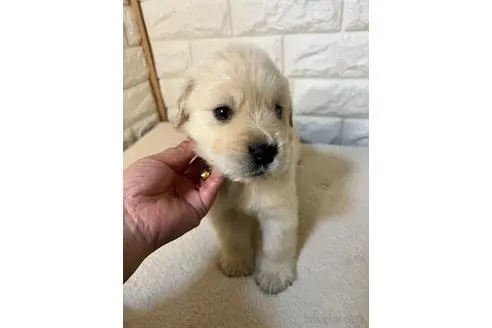 ゴールデンレトリバーの子犬（ID:1273911052）の3枚目の写真/更新日:2022-11-06