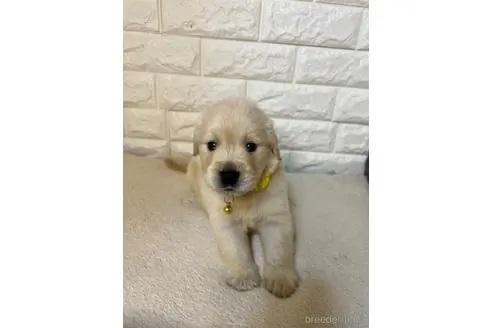 ゴールデンレトリバーの子犬（ID:1273911052）の4枚目の写真/更新日:2022-11-06