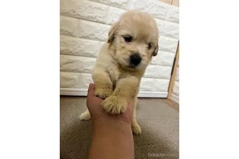 ゴールデンレトリバーの子犬（ID:1273911053）の1枚目の写真/更新日:2022-11-06
