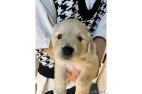 ゴールデンレトリバーの子犬（ID:1273911089）の2枚目の写真/更新日:2022-09-18