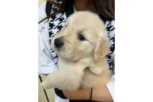 ゴールデンレトリバーの子犬（ID:1273911089）の3枚目の写真/更新日:2022-11-06