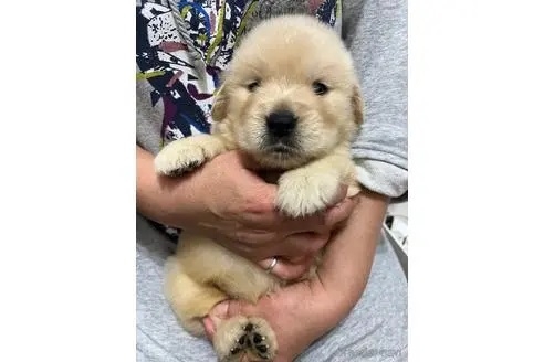 ゴールデンレトリバーの子犬（ID:1273911090）の1枚目の写真/更新日:2022-11-06