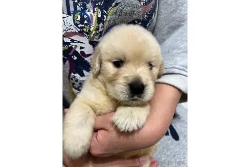 ゴールデンレトリバーの子犬（ID:1273911090）の3枚目の写真/更新日:2022-09-18