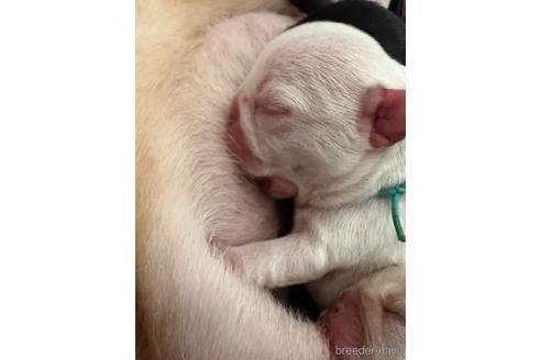 フレンチブルドッグの子犬（ID:1273911095）の1枚目の写真/更新日:2022-09-14