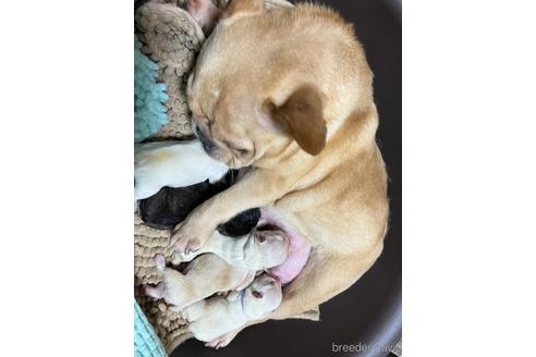 フレンチブルドッグの子犬（ID:1273911095）の2枚目の写真/更新日:2022-09-14