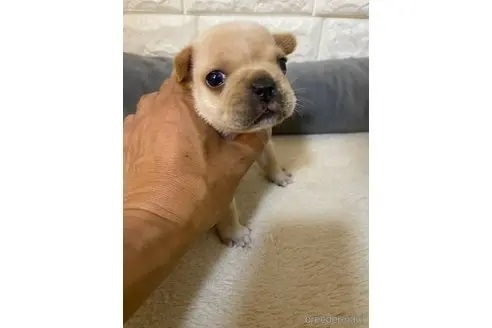 フレンチブルドッグの子犬（ID:1273911096）の1枚目の写真/更新日:2022-09-14