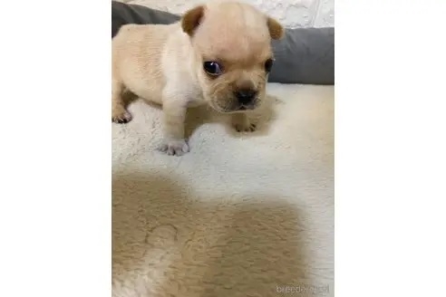 フレンチブルドッグの子犬（ID:1273911096）の2枚目の写真/更新日:2022-09-14