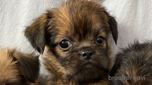 ブリュッセルグリフォンの子犬（ID:1273911130）の1枚目の写真/更新日:2023-09-08