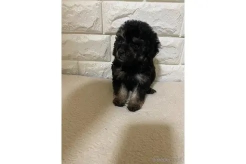トイプードルの子犬（ID:1273911140）の4枚目の写真/更新日:2023-09-19