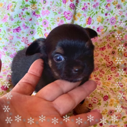 チワワ（ロング）の子犬（ID:1275111004）の2枚目の写真/更新日:2021-12-07
