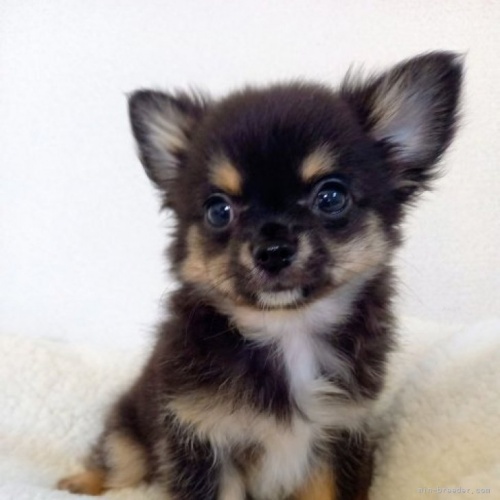 チワワ（ロング）の子犬（ID:1275111005）の4枚目の写真/更新日:2021-08-09