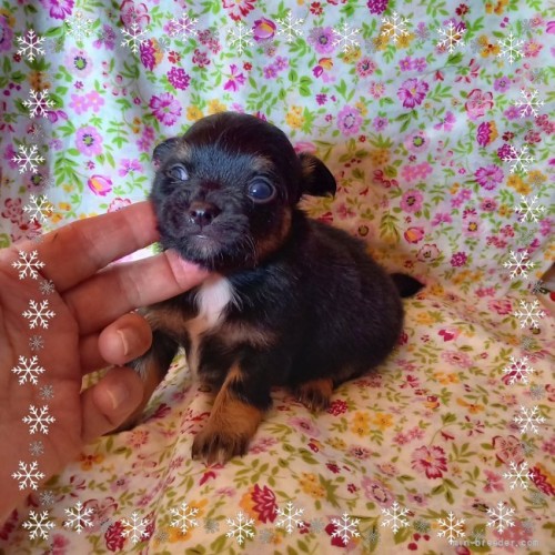 チワワ（ロング）の子犬（ID:1275111013）の1枚目の写真/更新日:2021-12-07