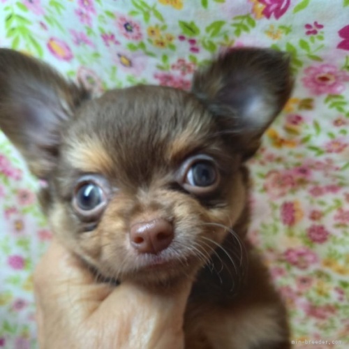 チワワ（ロング）の子犬（ID:1275111020）の1枚目の写真/更新日:2023-09-13