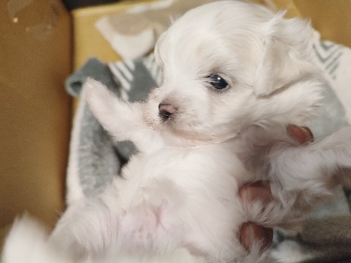 マルチーズの子犬(ID:1275211079)の1枚目の写真/更新日:2025-09-11
