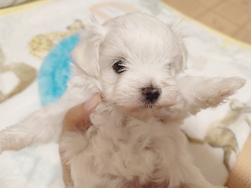 マルチーズの子犬(ID:1275211079)の4枚目の写真/更新日:2025-09-15