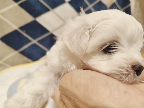 マルチーズの子犬(ID:1275211079)の5枚目の写真/更新日:2025-09-15