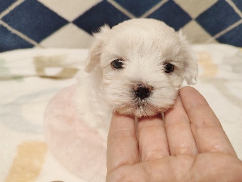 }`[Y̎qiID:1275211080j1ڂ̎ʐ^/XV:2025-11-23