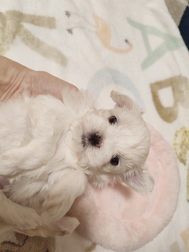 }`[Y̎qiID:1275211080j2ڂ̎ʐ^/XV:2025-11-23