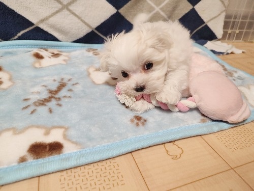 �}���`�[�Y�̎q���iID:1275211080�j��4���ڂ̎ʐ^/�X�V��:2025-12-17