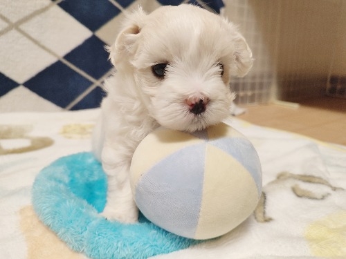 }`[Y̎qiID:1275211081j2ڂ̎ʐ^/XV:2025-11-24