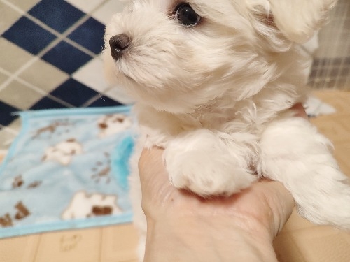 �}���`�[�Y�̎q���iID:1275211081�j��4���ڂ̎ʐ^/�X�V��:2025-12-14