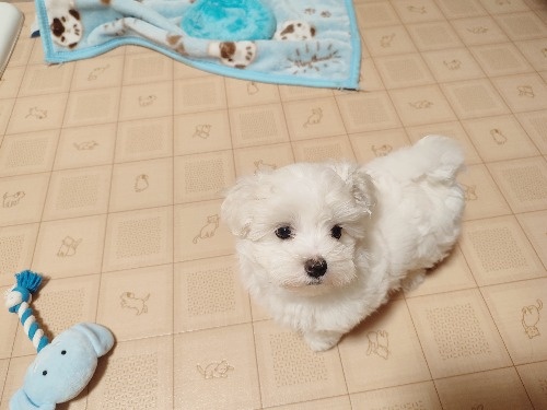 �}���`�[�Y�̎q���iID:1275211081�j��5���ڂ̎ʐ^/�X�V��:2025-12-20