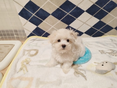 �}���`�[�Y�̎q���iID:1275211081�j��6���ڂ̎ʐ^/�X�V��:2025-12-24