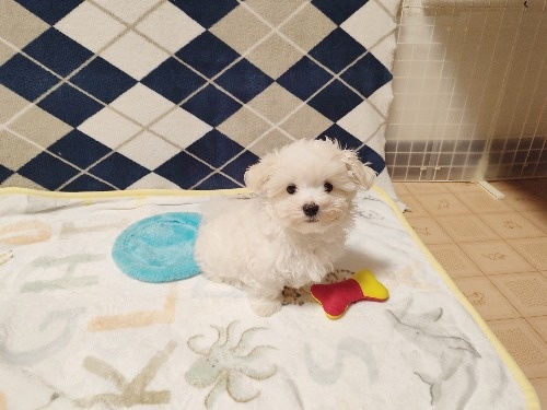 マルチーズの子犬(ID:1275211081)の7枚目の写真/更新日:2025-12-30