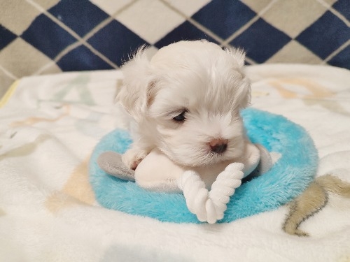 }`[Y̎qiID:1275211082j2ڂ̎ʐ^/XV:2025-11-24