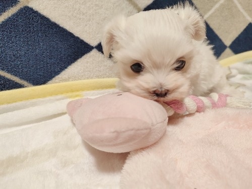 マルチーズの子犬(ID:1275211083)の1枚目の写真/更新日:2025-12-28