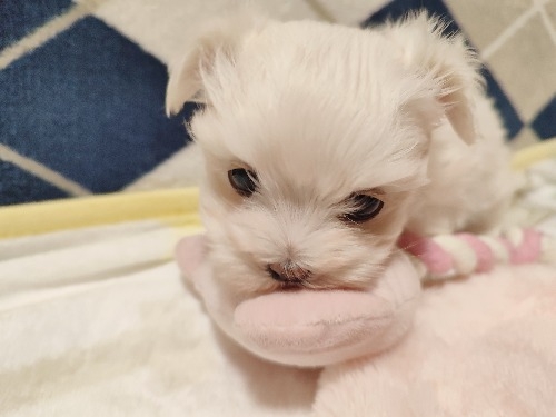 マルチーズの子犬(ID:1275211083)の2枚目の写真/更新日:2025-12-28