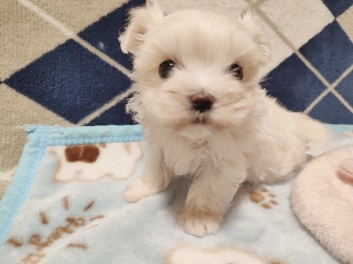 マルチーズの子犬(ID:1275211083)の3枚目の写真/更新日:2025-12-30
