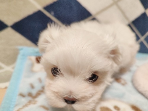 マルチーズの子犬(ID:1275211083)の4枚目の写真/更新日:2025-12-30