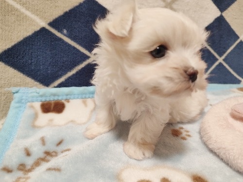 マルチーズの子犬(ID:1275211083)の5枚目の写真/更新日:2025-12-30