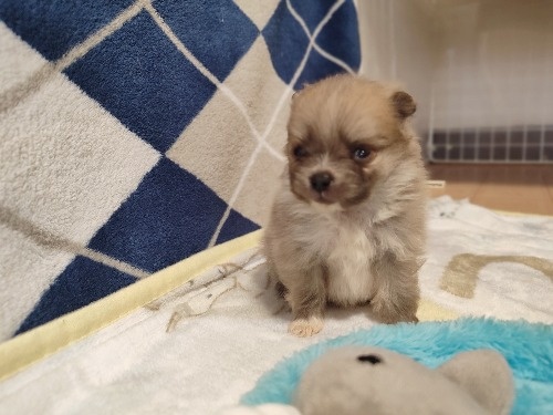 �|�����j�A���̎q���iID:1275211084�j��1���ڂ̎ʐ^/�X�V��:2026-02-20