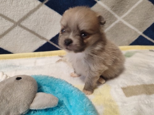 �|�����j�A���̎q���iID:1275211084�j��2���ڂ̎ʐ^/�X�V��:2026-02-20