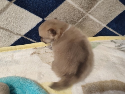 �|�����j�A���̎q���iID:1275211084�j��4���ڂ̎ʐ^/�X�V��:2026-02-20