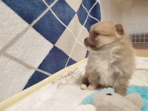 �|�����j�A���̎q���iID:1275211084�j��5���ڂ̎ʐ^/�X�V��:2026-02-20