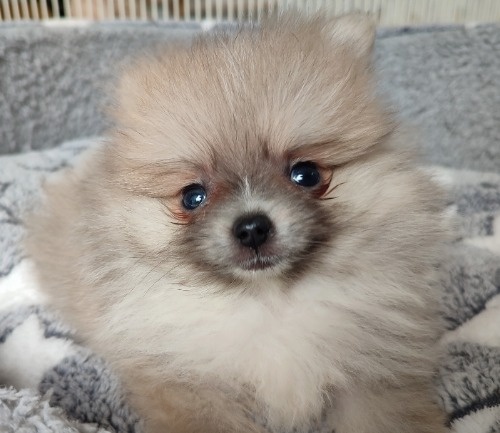 �|�����j�A���̎q���iID:1275211084�j��7���ڂ̎ʐ^/�X�V��:2026-03-29