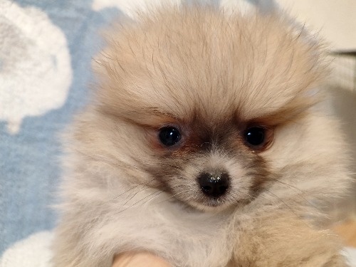 �|�����j�A���̎q���iID:1275211084�j��8���ڂ̎ʐ^/�X�V��:2026-04-03