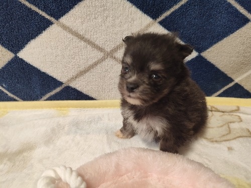 ポメラニアンの子犬(ID:1275211085)の1枚目の写真/更新日:2026-02-20
