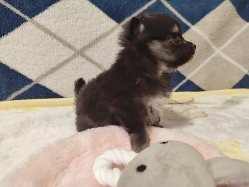ポメラニアンの子犬(ID:1275211085)の3枚目の写真/更新日:2026-02-20
