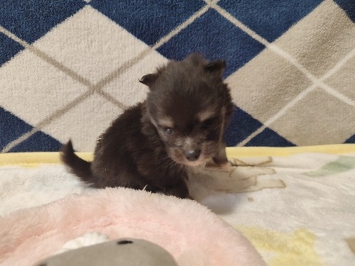 ポメラニアンの子犬(ID:1275211085)の4枚目の写真/更新日:2026-02-20